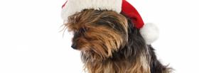 cute christmas puppy facebook cover