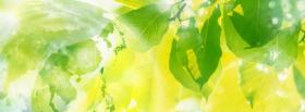 earth and leaves creative facebook cover