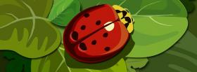 ladybug creative facebook cover