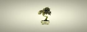 bonsai tree simple facebook cover