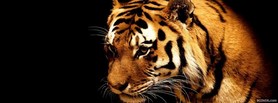 Tiger facebook cover