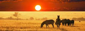 Zebra Africa Landscape facebook cover